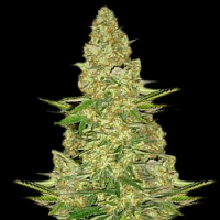 VIP Seeds Power VIP Feminized