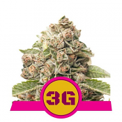 Triple G - Feminized - Royal Queen Seeds