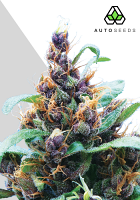 Auto Seeds Purple Stilton Auto Feminised