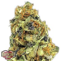 Heavyweight Seeds K.O. Kush Feminized
