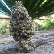 CBD Amnesia - Feminized - CBD Seeds