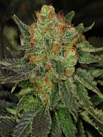 Bubblegum - Feminized - 2024 Cannabis Seed Collection