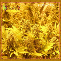 Dr Krippling Seeds Choc-Matic Auto Feminised