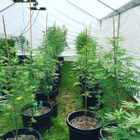 Purple Caper Seeds Outdoor Mix Regular