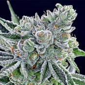 Sour Betty - Feminized - Anesia Seeds