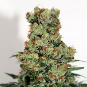 Badazz - Feminized - Ripper Seeds