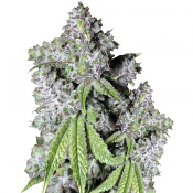 Charlotte's Dream CBD Auto - Feminized - Growers Choice