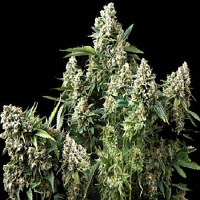 Pyramid Seeds Auto Tutankhamon Feminized