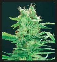 De Sjamaan - Peace Maker Regular