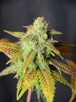 House of the Great Gardener Seeds Barbarella Feminized