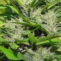KC Brains Seeds Crystal Paradise Feminized