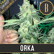 Orka - Feminized - BlimBurn Seeds