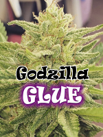 Godzilla Glue - Feminized - Dr Underground