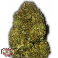 Heavyweight Seeds Skunky Monkey Auto Feminized