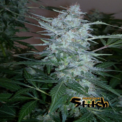 White Sirius - Regular - Flash Seeds