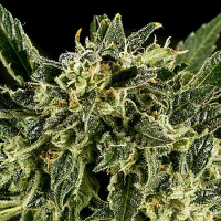 SuperCBDx Seeds Bama Yao x SCBDx Feminized