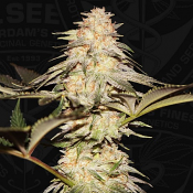 Bubble Banana Gum - Feminized - T.H.Seeds