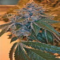 Reserva Privada Seeds Kosher Kush Feminized