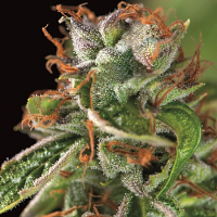 Double O.G. Haze - Feminized - Pyramid Seeds