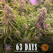 Wedding Cake Auto - Feminized - Barney's Farm