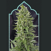 OO Seeds Auto Northern Lights Feminized