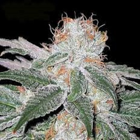 Bulk Seeds White Widow Feminized