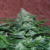 World of Seeds Amnesia Ryder Feminized
