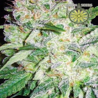 Vision Seeds AK-49 Feminized