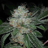 Archive Seeds Casper OG Regular