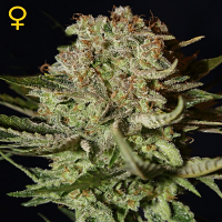 Green House Seeds Super Bud Feminized