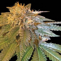 2025 Cannabis Seed Collection - L.A. Confidential - Feminized 
