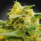 CBDivine - Feminized - Paradise Seeds
