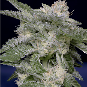 Don Critical Crack - Feminized - Don Avalanche Seeds