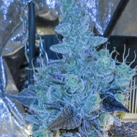 Connoisseur Genetics Seeds Chem D Cookies Feminized