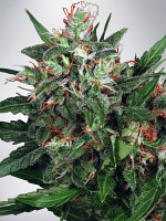 Ministry of Cannabis Seeds Early XXX Feminized