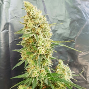 Gorilla Banana – Feminized – Expert Seeds