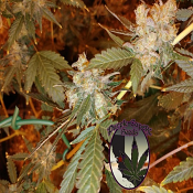 SILVER LINE Chocolate OG - Regular - Purple Caper Seeds