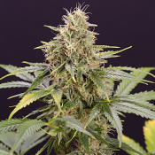 Chocolate Mint O.G. Auto - Feminized - Humboldt Seed Organization
