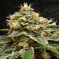 Reserva Privada Seeds Confidential Cheese Feminized