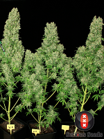 Serious Seeds White Russian Regular
