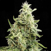 Kera Seeds Amnesia Auto Feminised