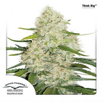 Dutch Passion Seeds Think Big Auto Feminized