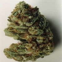 KC Brains Seeds Mango Regular