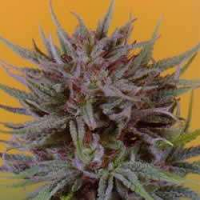 Dutch Passion Seeds Trance Feminized
