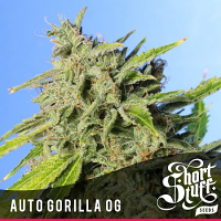 Shortstuff Seeds Auto Gorilla O.G. Feminized