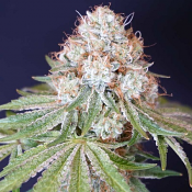 Karma Genetics Seeds Rocky Melon Feminized 