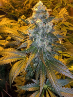 Female Seeds ICE® Feminized