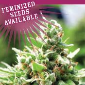 Sol Mate Auto - Feminized Seeds - Humboldt Seed Company