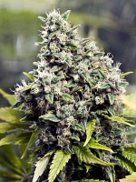 Female Seeds Grapefruit Feminized