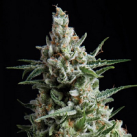 Pyramid Seeds Anesthesia Feminized
